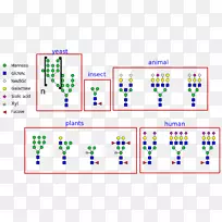 N-连接糖基化甘氨酸天冬酰胺低聚糖-空若网 N-连接糖基化甘氨酸天冬酰胺低聚糖-空若网