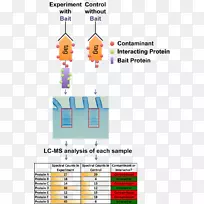 质谱无标记定量免疫沉淀细胞培养中氨基酸稳定同位素标记-空若网 质谱无标记定量免疫沉淀细胞培养中氨基酸稳定同位素标记-空若网