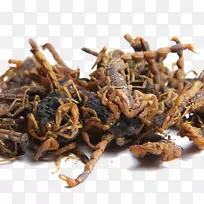 蝎子草本植物-蝎子草本-空若网 蝎子草本植物-蝎子草本-空若网