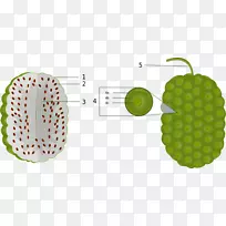 ����ˮ��ŵ����֭������ʹ�֭-������