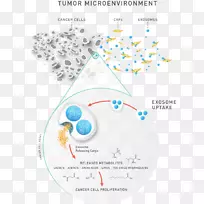 代谢组学、脂质组学、外显子微RNA、cd63-癌细胞分析-空若网 代谢组学、脂质组学、外显子微RNA、cd63-癌细胞分析-空若网