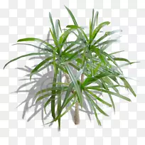 花盆草、室内植物树、草本植物组合图-空若网 花盆草、室内植物树、草本植物组合图-空若网