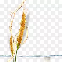 啤酒燕麦-啤酒节-空若网 啤酒燕麦-啤酒节-空若网