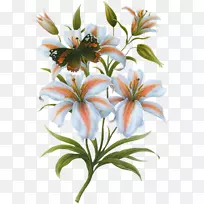 百合花百合花-空若网 百合花百合花-空若网