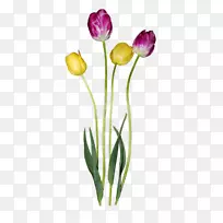 郁金香花瓣-郁金香-空若网 郁金香花瓣-郁金香-空若网