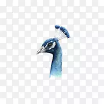 孔雀水彩画鸟水彩孔雀-空若网 孔雀水彩画鸟水彩孔雀-空若网