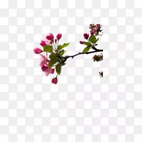 切花,花蕾,嫩枝,植物茎-樱花-空若网 切花,花蕾,嫩枝,植物茎-樱花-空若网