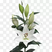 阿莱塔切花东方杂交花卉设计-花-空若网 阿莱塔切花东方杂交花卉设计-花-空若网