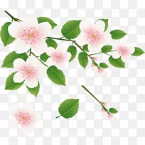 桌面壁纸艺术剪贴画-花-空若网 桌面壁纸艺术剪贴画-花-空若网