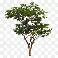 塔斯马尼亚蓝树胶澳大利亚本土树木摄影-树-空若网 塔斯马尼亚蓝树胶澳大利亚本土树木摄影-树-空若网