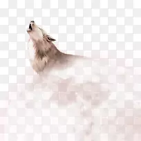 波美拉尼亚下载-狼与月亮-空若网 波美拉尼亚下载-狼与月亮-空若网