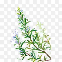 迷迭香香精香料紫色植物迷迭香-空若网 迷迭香香精香料紫色植物迷迭香-空若网