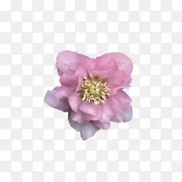 玫瑰多年生植物牡丹樱花玫瑰-空若网 玫瑰多年生植物牡丹樱花玫瑰-空若网