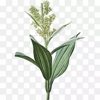 Veratram������װٺϰ�������ӡ�ڰ��̲�-������