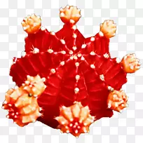 圣诞装饰品-圣诞节-空若网 圣诞装饰品-圣诞节-空若网