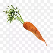 小胡萝卜有机食品蔬菜水彩胡萝卜-空若网 小胡萝卜有机食品蔬菜水彩胡萝卜-空若网