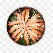 Caridea�е�ʳ���ʶ�Ϻ-��ĩ�ؼ�-������