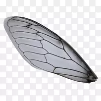 昆虫翅膀蝴蝶和蛾.隐形翅膀-空若网 昆虫翅膀蝴蝶和蛾.隐形翅膀-空若网