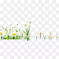 菊花小行星图案-菊花-空若网 菊花小行星图案-菊花-空若网