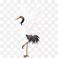 丹顶鹤鸟鹤-鹤的翅膀-空若网 丹顶鹤鸟鹤-鹤的翅膀-空若网