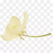 ����������Ի��ݱ�ֽ�����㻨-������