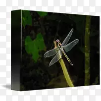 蜻蜓-蜻蜓-空若网 蜻蜓-蜻蜓-空若网