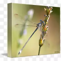 ������������Ӱ.����-������