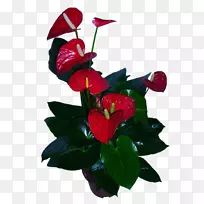 花卉设计切花植物花卉-空若网 花卉设计切花植物花卉-空若网