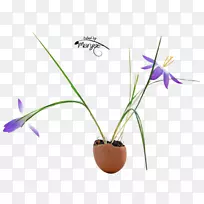 ���迪��ֲ�ﾥ-���컨-������