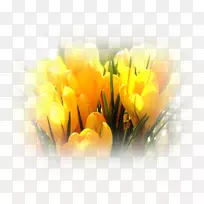 黄花番红花-空若网 黄花番红花-空若网