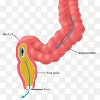 下颌肌口设计-空若网 下颌肌口设计-空若网