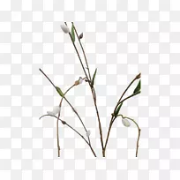 小枝草切花植物茎芽盆栽肉质-空若网 小枝草切花植物茎芽盆栽肉质-空若网