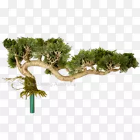 盆景绿化进口花盆植物-仙女花园-空若网 盆景绿化进口花盆植物-仙女花园-空若网