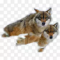 澳洲牛犬奥姆克猎犬土狼小狗北极狼-小狗-空若网 澳洲牛犬奥姆克猎犬土狼小狗北极狼-小狗-空若网