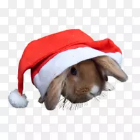 国内兔须鼻子-尼基塔-空若网 国内兔须鼻子-尼基塔-空若网