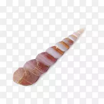 肉指橙螺-空若网 肉指橙螺-空若网