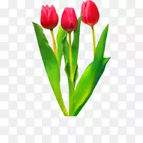 郁金香花夹艺术-郁金香-空若网 郁金香花夹艺术-郁金香-空若网