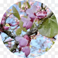 ���㻨���֦����-������