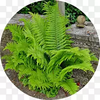 ����ާ��ֲ��-������