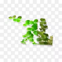 ËÄÒ¶²Ý-¿ÕÈôÍø ËÄÒ¶²Ý-¿ÕÈôÍø