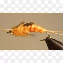 昆虫-空若网 昆虫-空若网