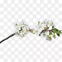 切花插花艺术-空若网 切花插花艺术-空若网