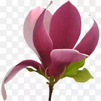 玉兰花-空若网 玉兰花-空若网