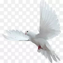 北里奥格兰德圣诞复活节白鸽-空若网 北里奥格兰德圣诞复活节白鸽-空若网