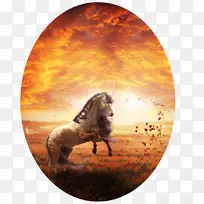 野生动物.晨露-空若网 野生动物.晨露-空若网