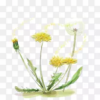 蒲公英水彩画植物花束-空若网 蒲公英水彩画植物花束-空若网