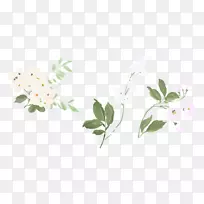 花茶切花-奥尼·肯齐-空若网 花茶切花-奥尼·肯齐-空若网