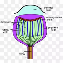 ������̬����ĤС������-������