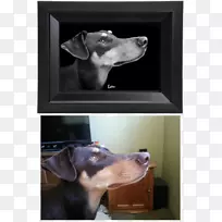 犬种鼻犬-空若网 犬种鼻犬-空若网