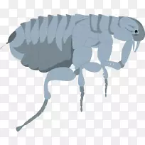 昆虫狗蚊蚤蟑螂跳蚤画-空若网 昆虫狗蚊蚤蟑螂跳蚤画-空若网